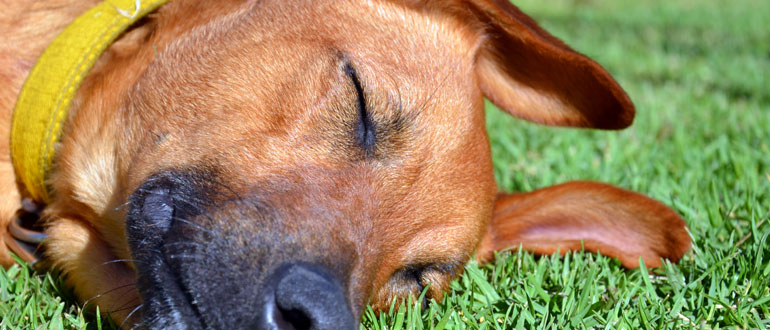 Dog friendly camping in the Cotswolds