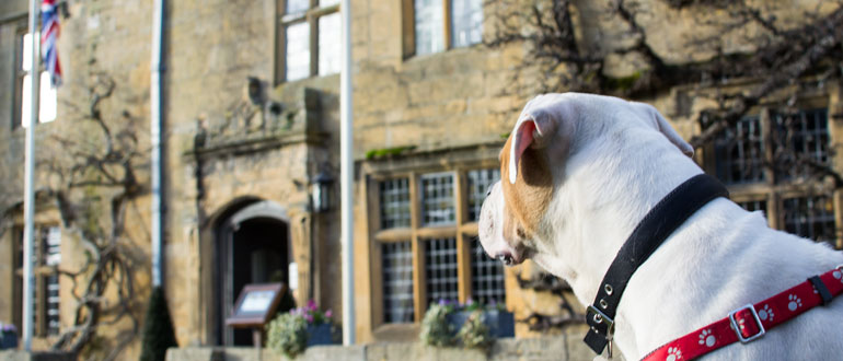 Dog friendly hotels in the Cotswolds