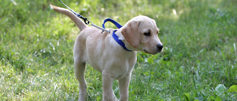 Dog Training Bounce