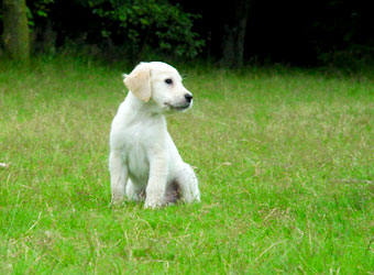 Getting your dog to come back