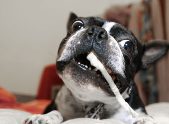 Destroying Things In The House
