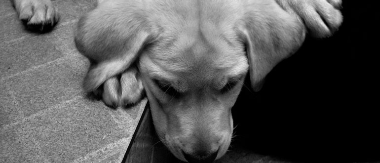 Separation Anxiety