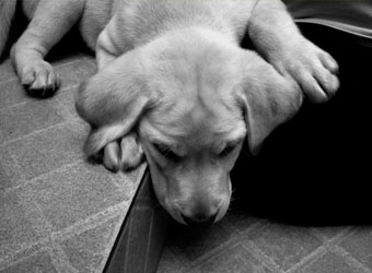 Sad Dog