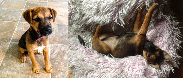 Dog Profile: Tilly at Forest And Wye Valley Camping Site