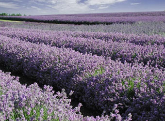 Cotswold Lavender