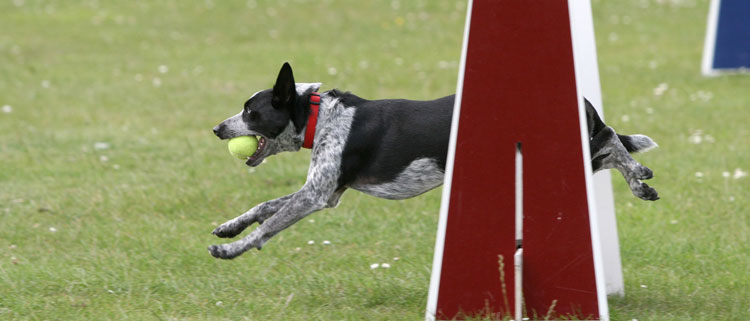 Dog events in the Cotswolds