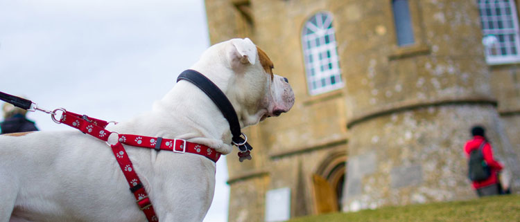 Dog friendly attractions in Batsford