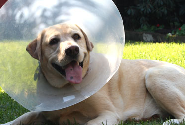 Dog health care in the Cotswolds