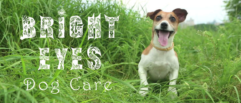 Bright Eyes Dog Care