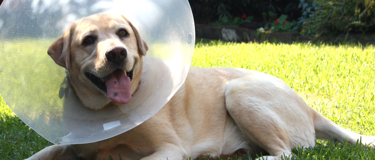 Dog health care in the Cotswolds