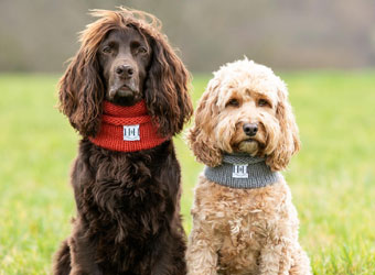 Hetty and Huxley