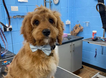 Scamps Grooming Parlour